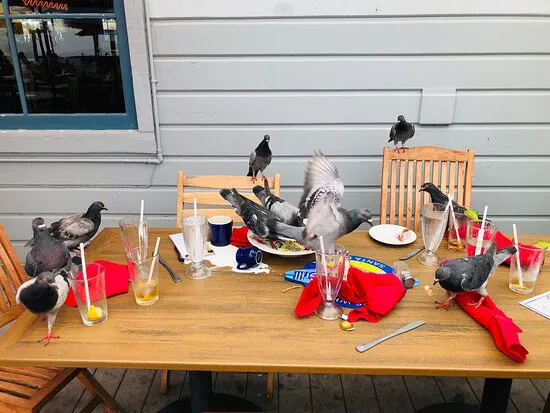 شواية Longboard