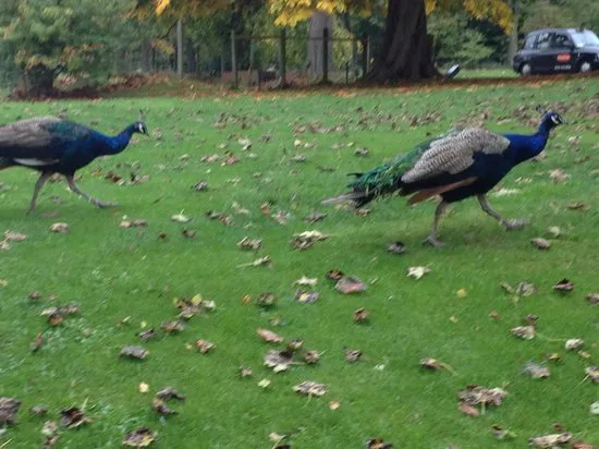 افترنون تي إن بريستونفيلد، إدنبرة