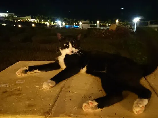 مطعم ميرميد، شرم الشيخ