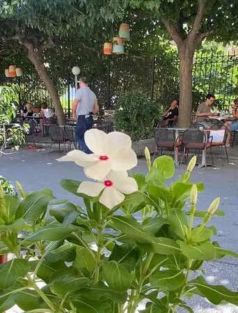 مطعم فيراندا كافيه