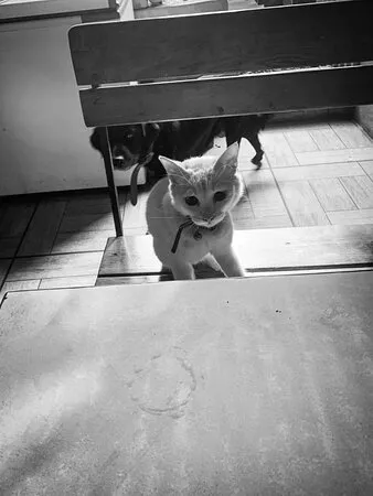 مطعم شروق الشمس