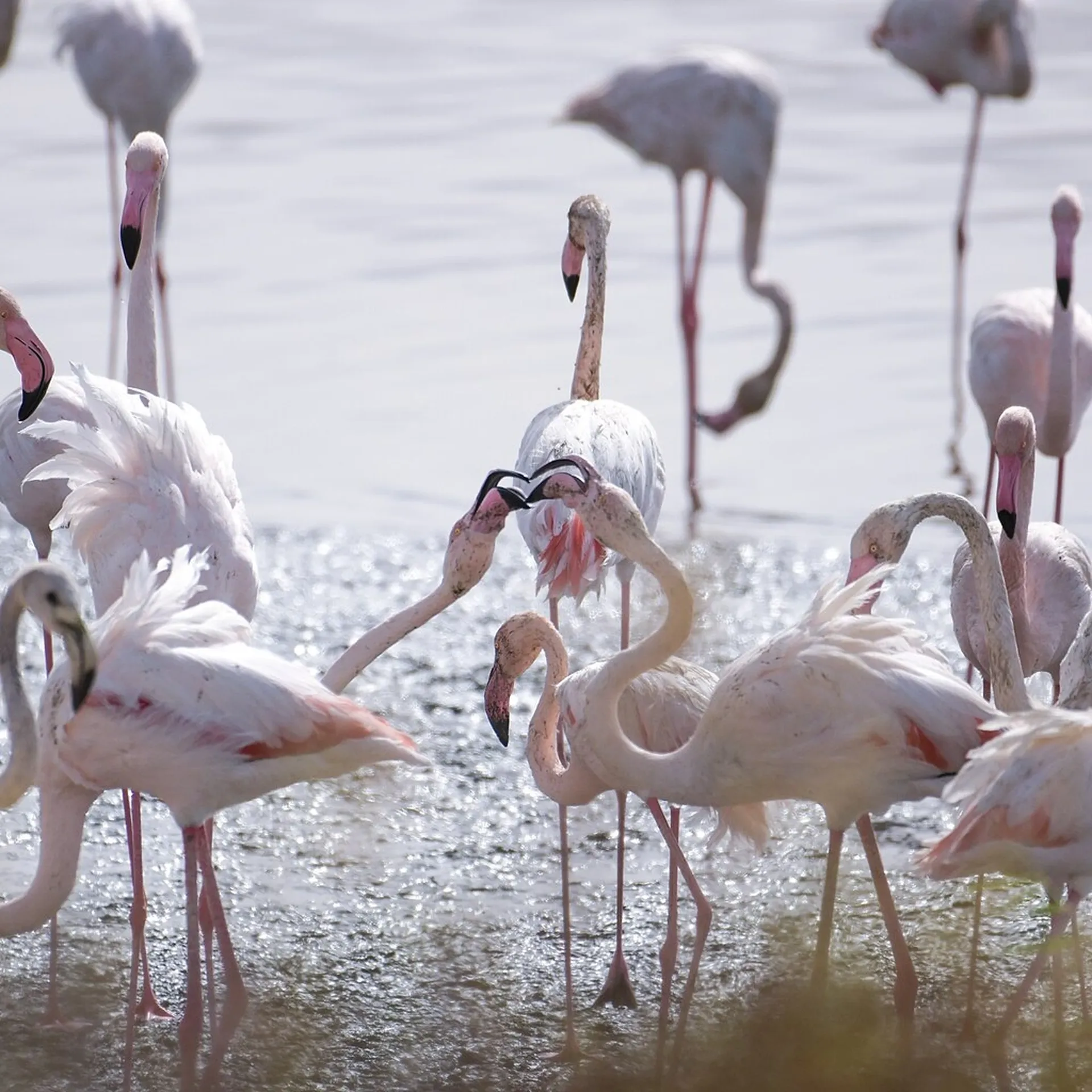 Al Wathba Wetland Reserve