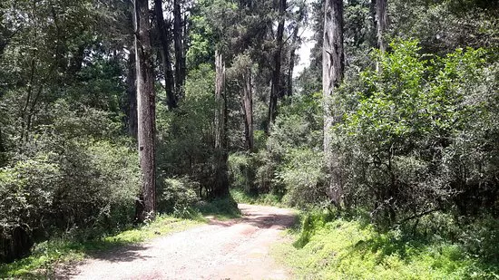 Menagesha Suba Forest Park