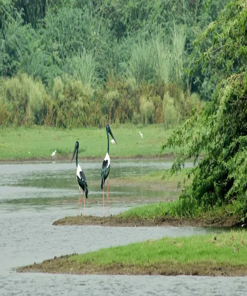 Sur Sarovar Bird Sanctuary
