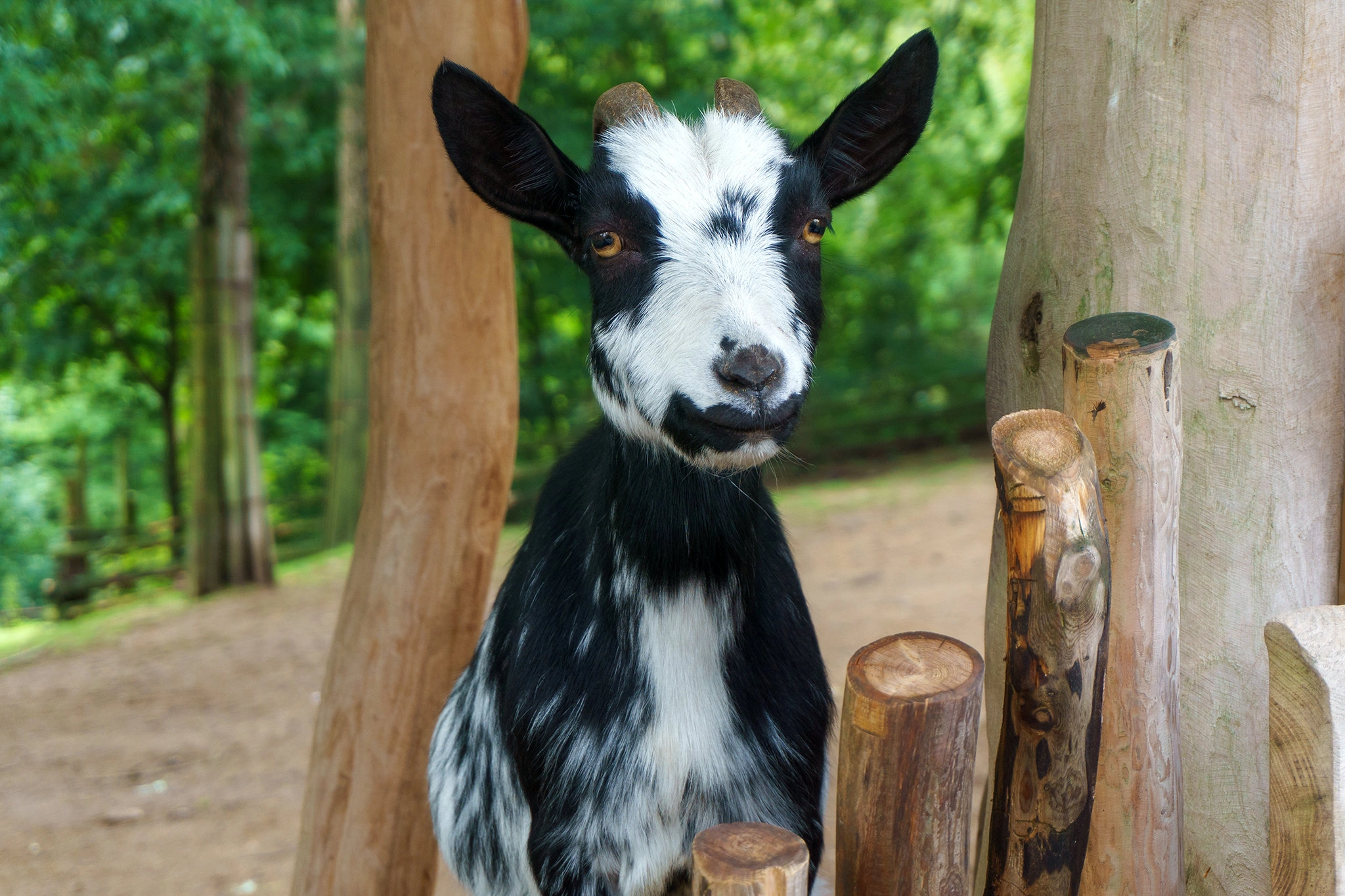 حديقة الإمارات للحيوانات القزمة