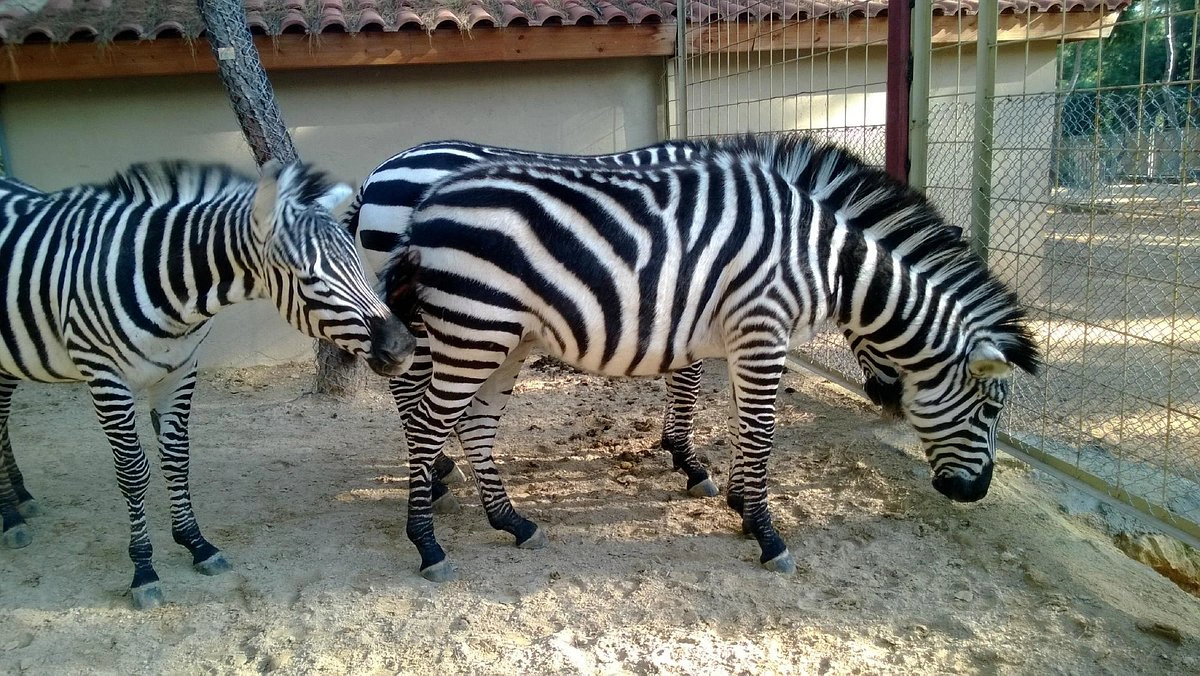 Zoo d'Antalya