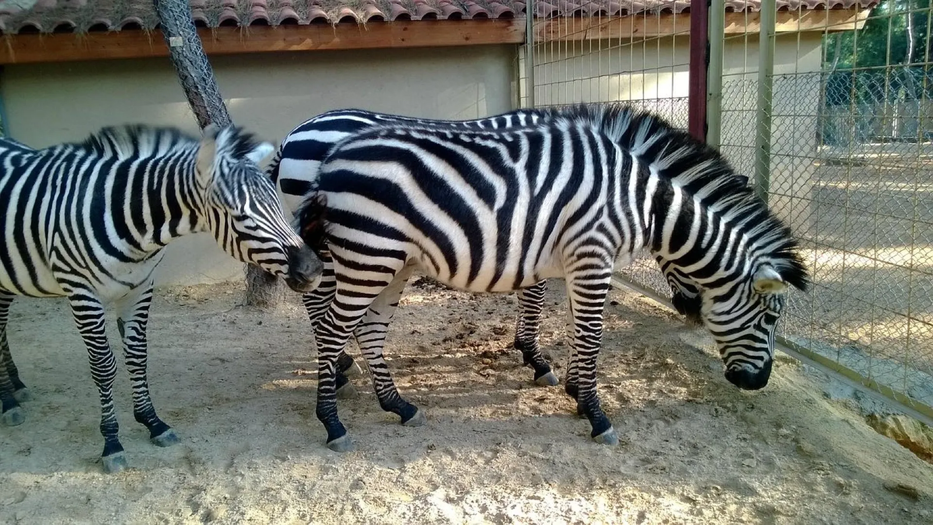 Antalya Zoo