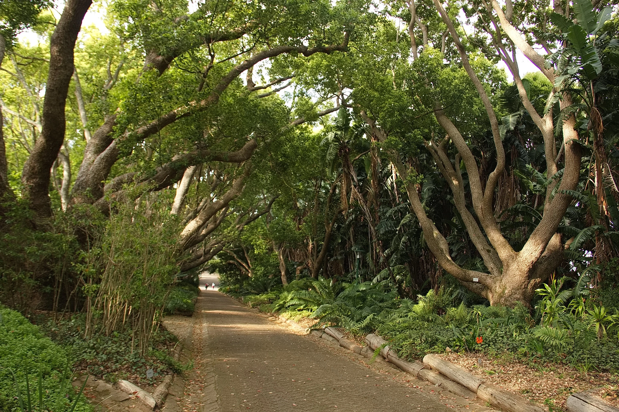 Kirstenbosch National Botanical Garden