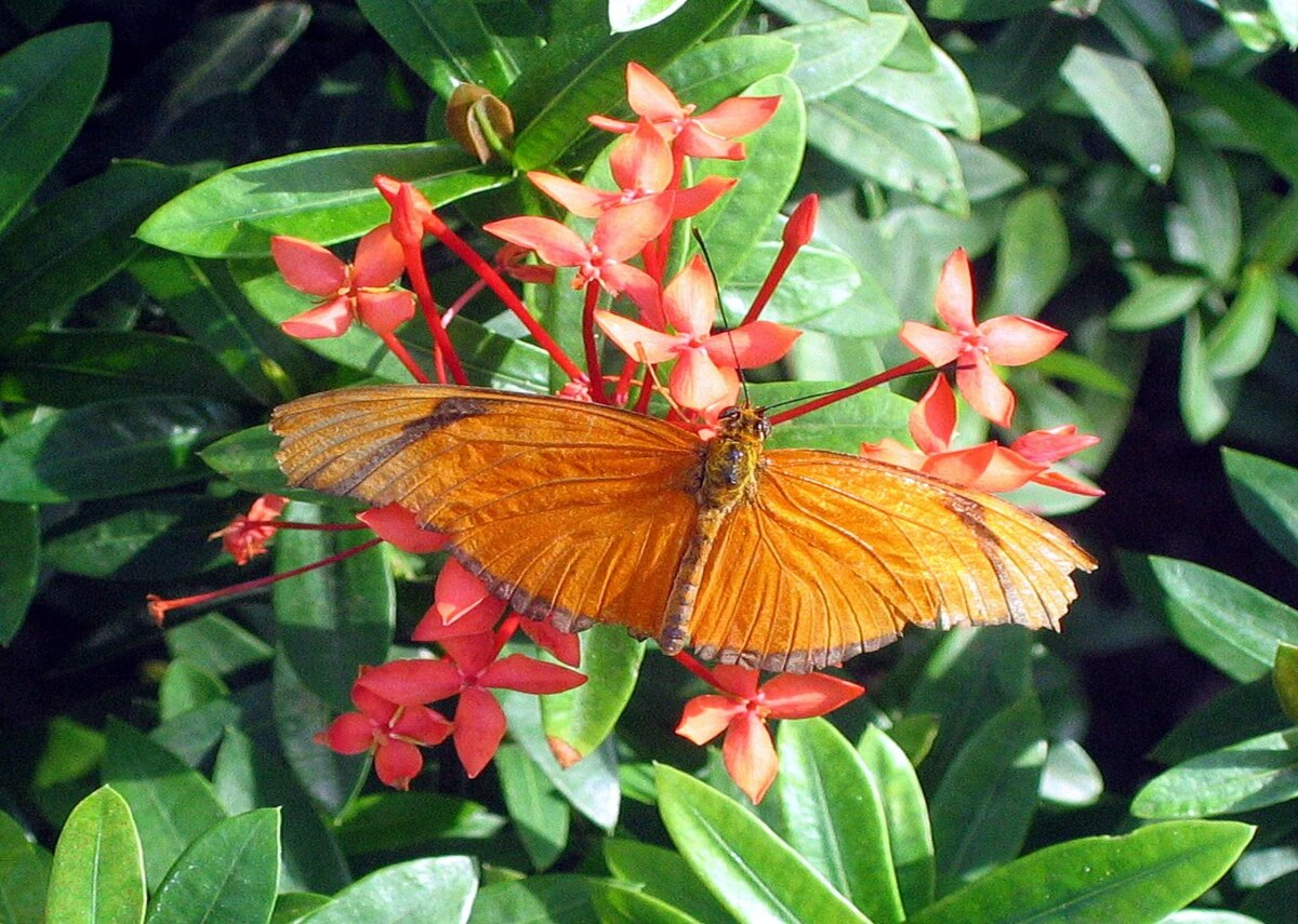 محمية الفراشات والطبيعة في كي ويست