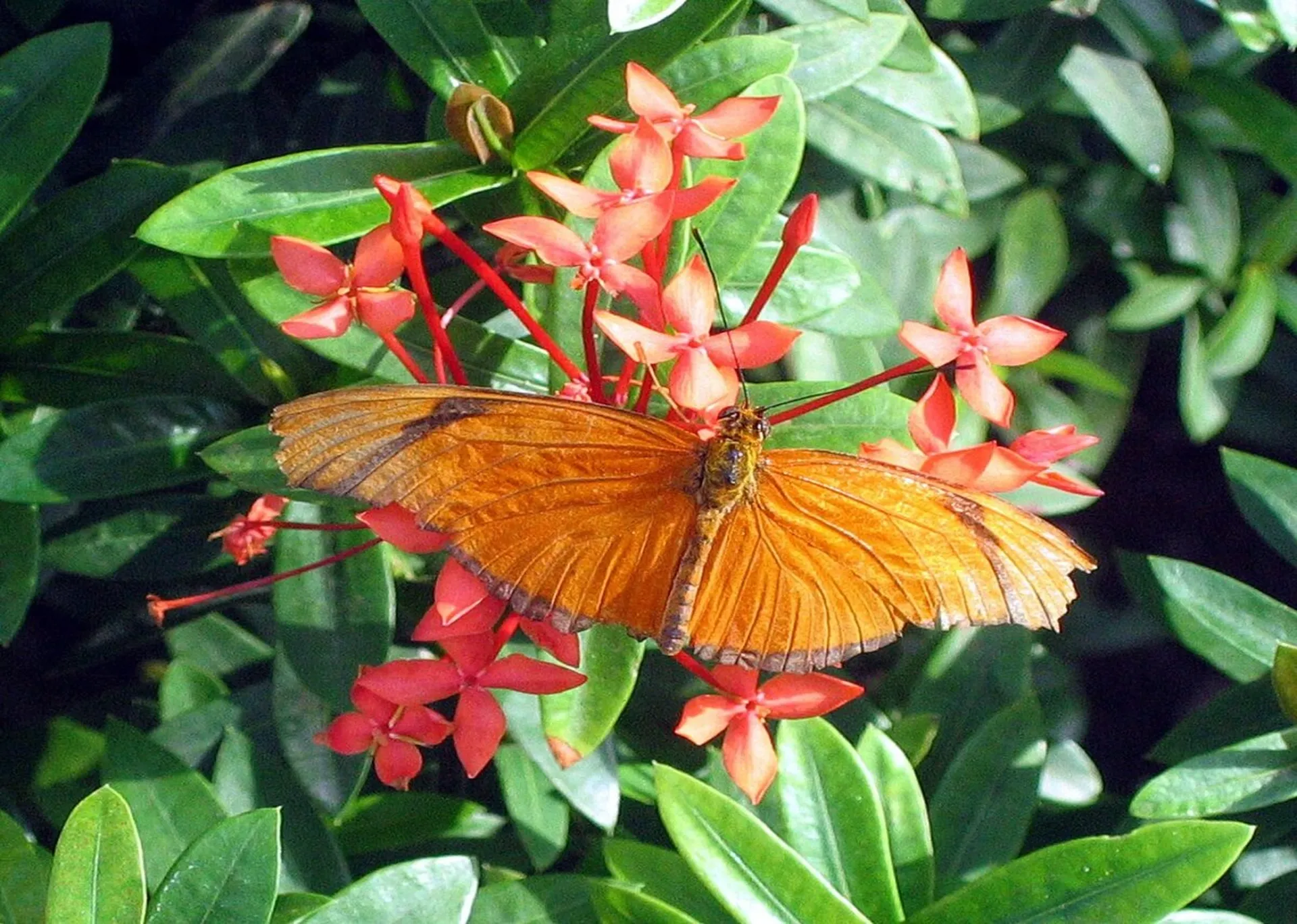Explore Key West Butterfly and Nature Conservatory 