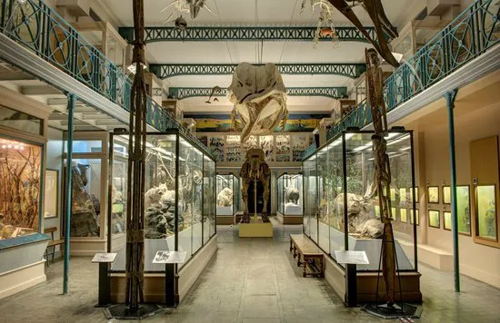 Musee d'Histoire Naturelle de Lille