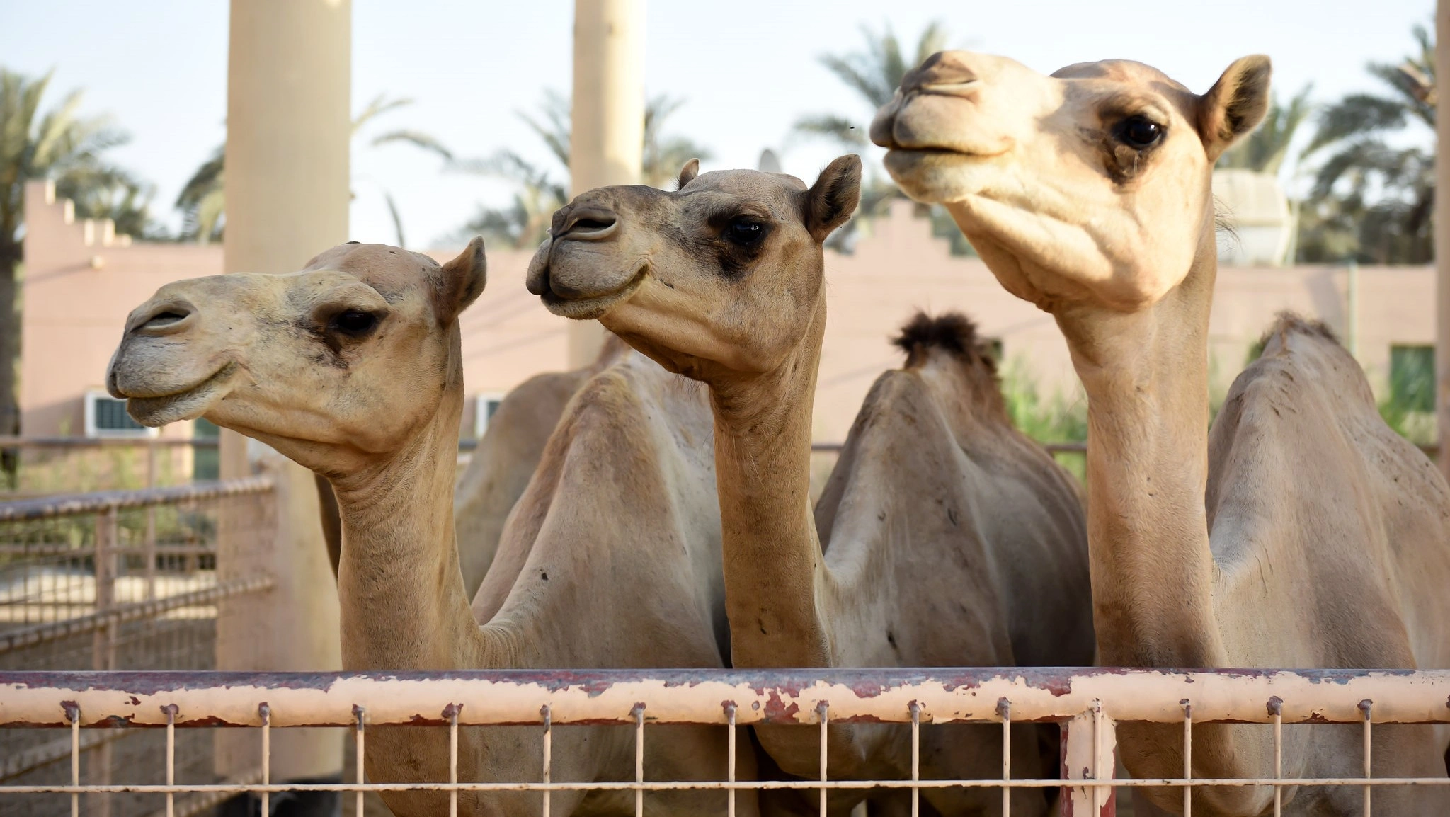 Royal Camel Farm