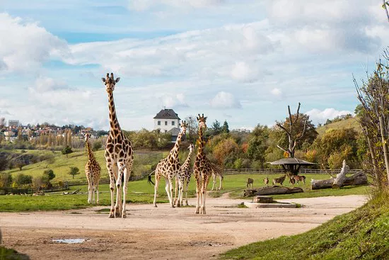 Explore Prague Zoo 