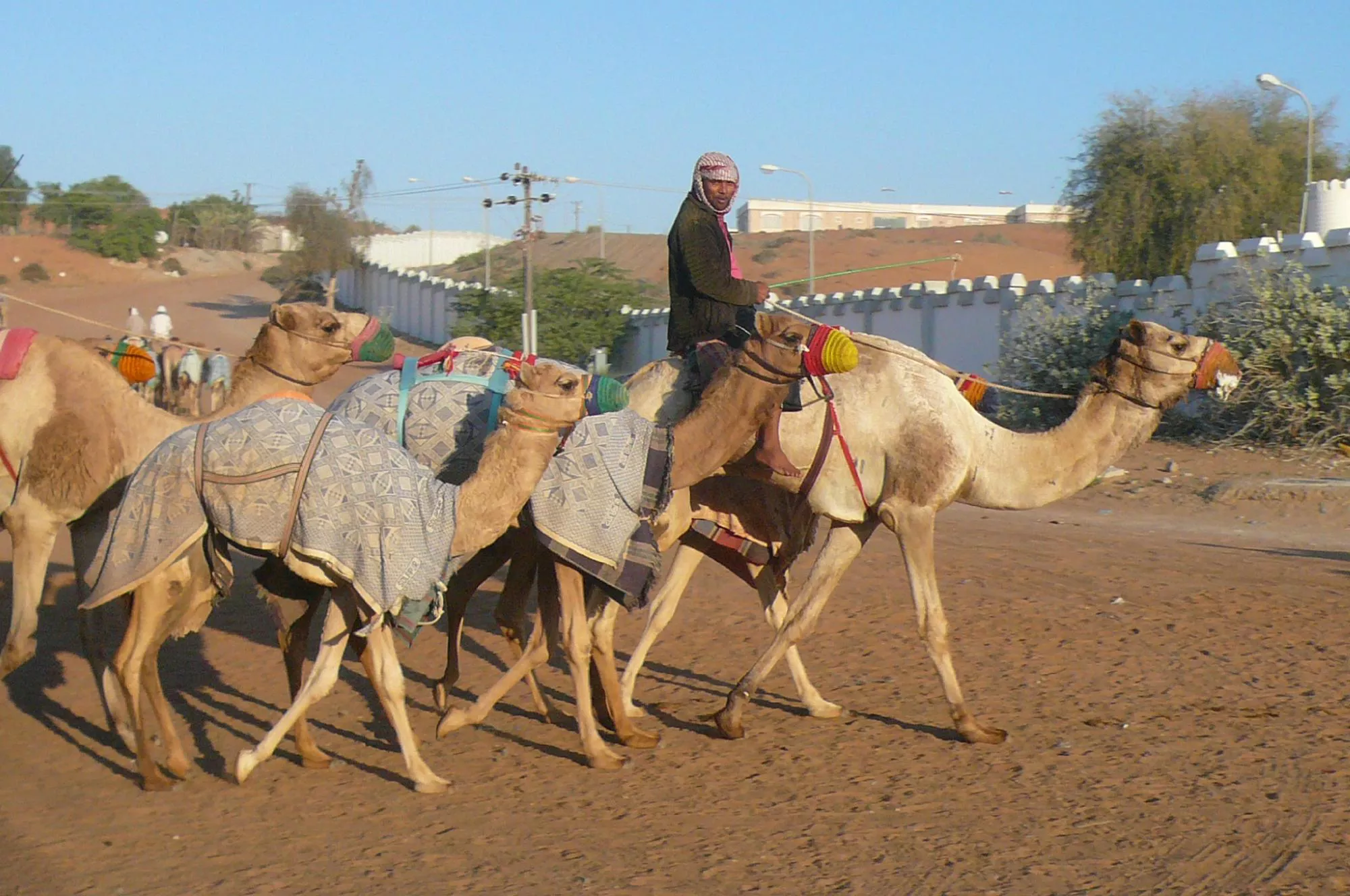 Al Sawan Camel Track