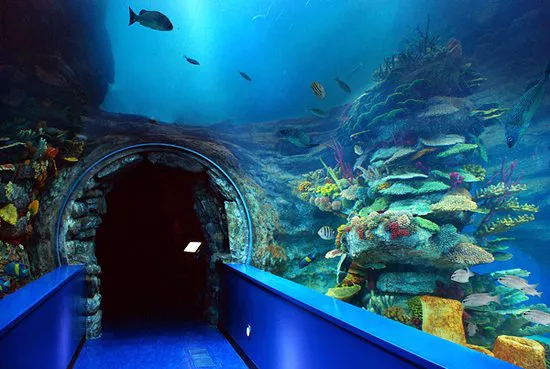 Explore Sharjah Aquarium 