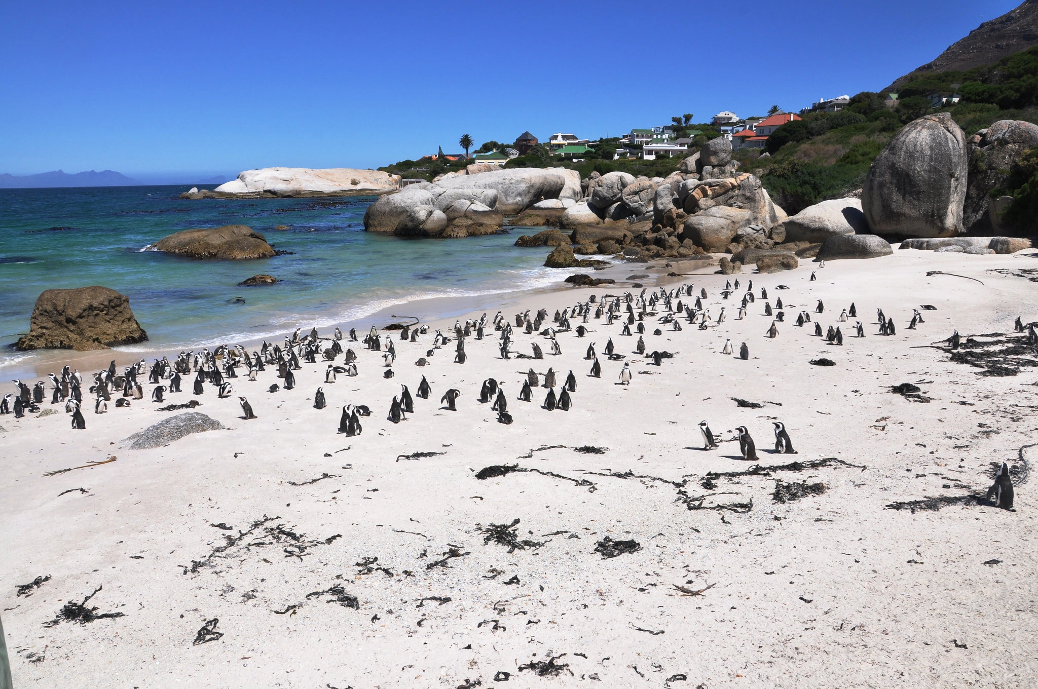 Boulders Beach