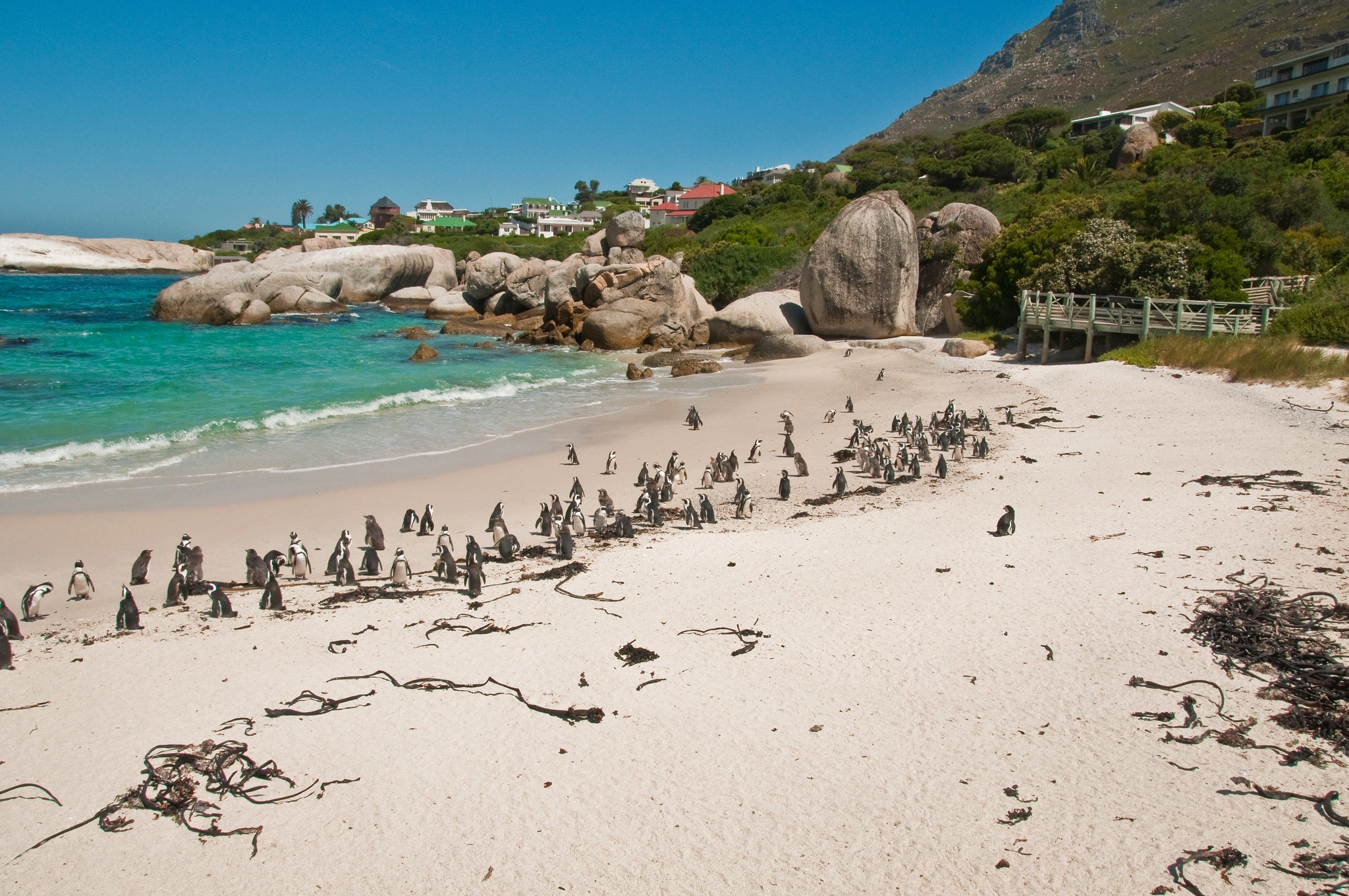 Boulders Beach