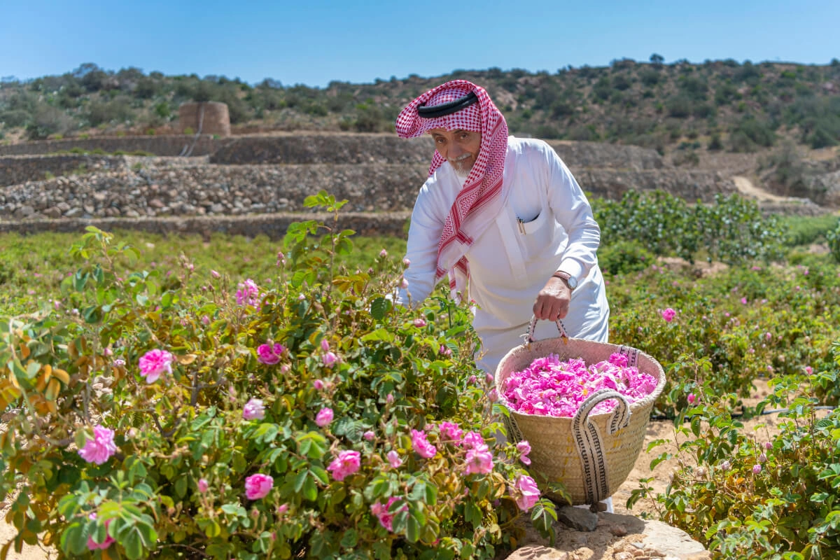 Usine de Roses Al Gahdi