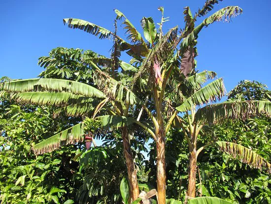 Palmetum Santa Cruz Jardín Botanico