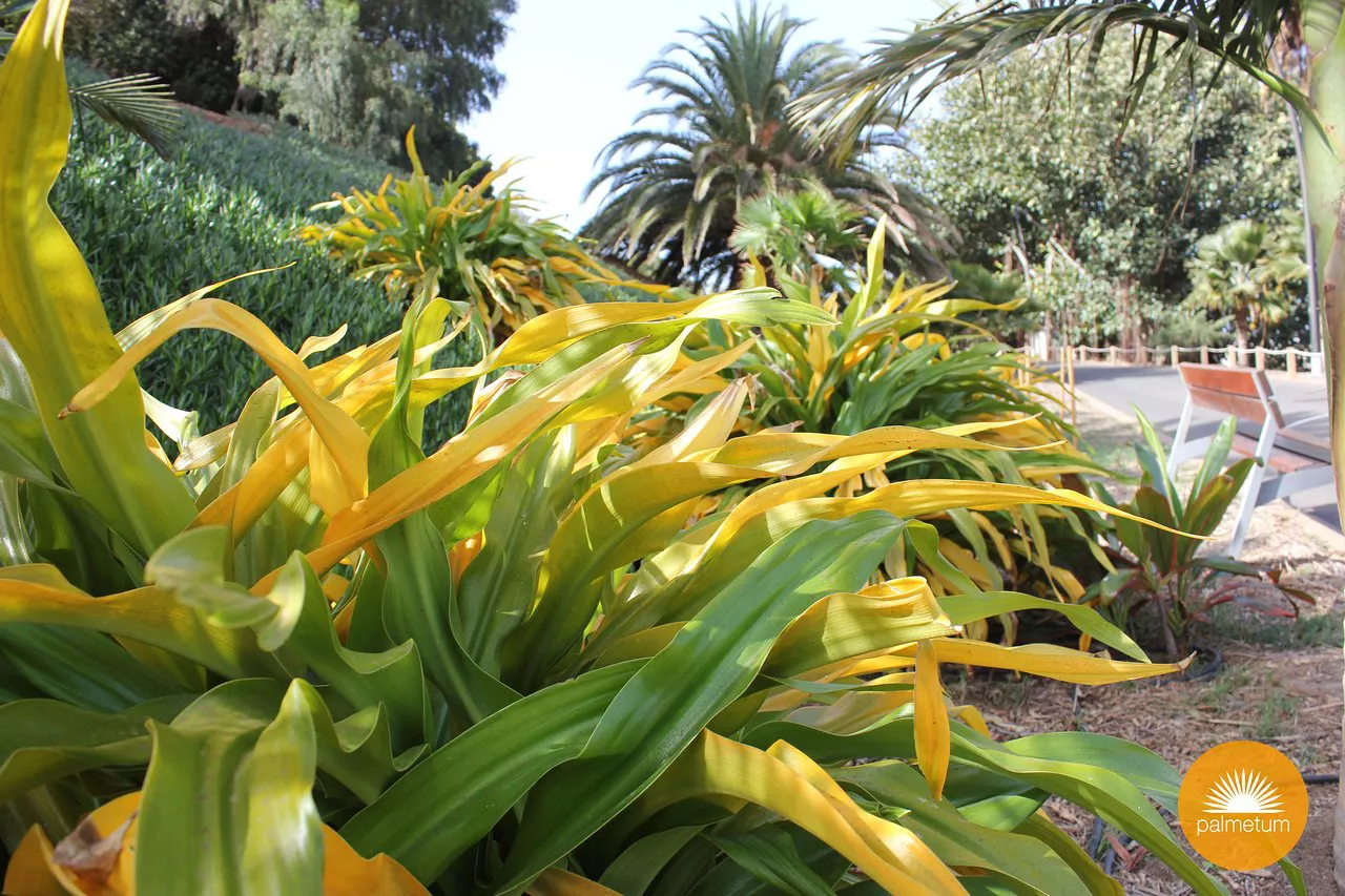 Jardin Botanique Palmetum Santa Cruz