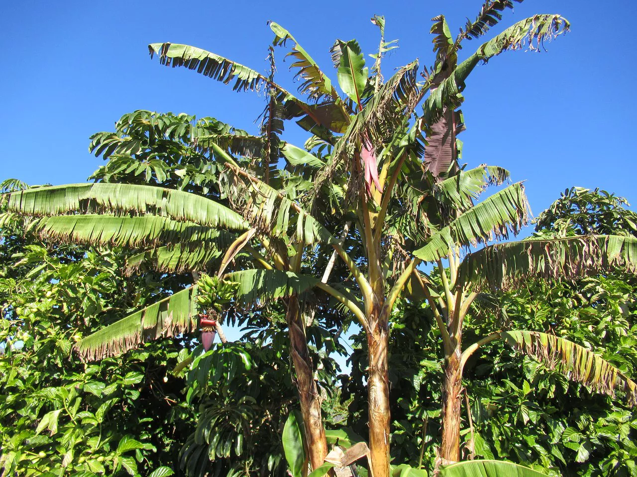 Jardin Botanique Palmetum Santa Cruz